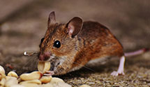 24 Hour & Emergency Exterminators in Belleview, FL
